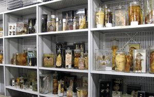 Präparate aus der anatomischen Sammlung des Senckenberg Forschungsinstitutes und Naturmuseums in Frankfurt am Main